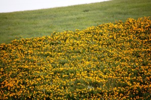 Flowery Meadows on CO Hwy 131