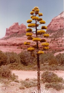 Agave in Sedona, Arizona