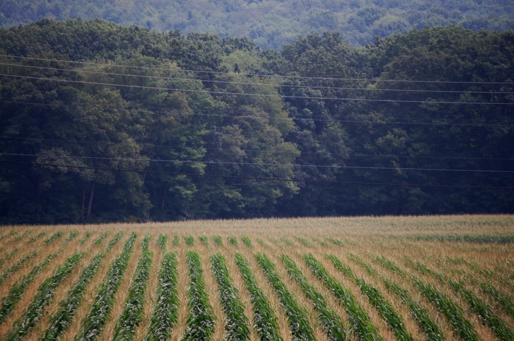 Rows of corn in Western Pennsylvania as seen off of I-79