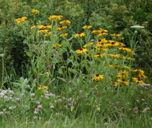 Wildflowers on I-79 south of Worth, PA