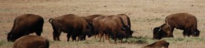 Buffalo in southern Montana