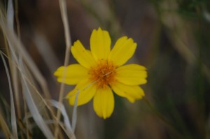 Another yellow woldflower
