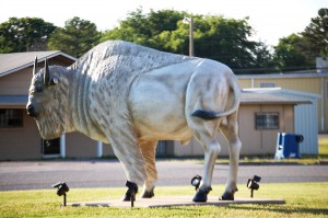 Large White Buffalo statue in Atoka, OK