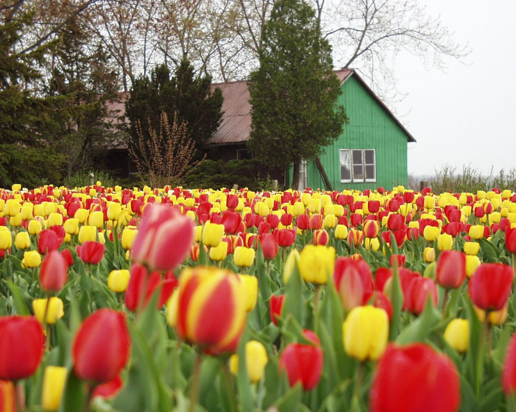 Tulips in Oxford County, Ontario