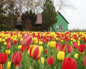 Tulips in Oxford County, Ontario