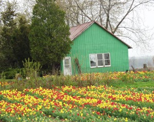 Tulip farm in southern Oxford County, Ontario