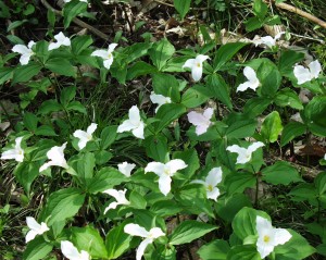 Ontario's Provincial Flower - The Trillium