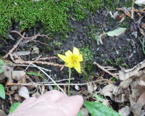 A Yellow Trillium