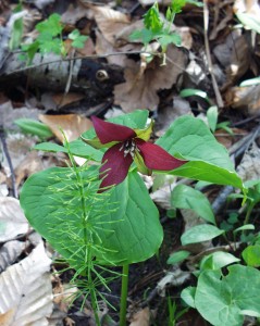 A Red Trillium - seemed very rare in the park