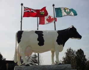 Snow Countess - large cow statue in Woodstock, Ontario