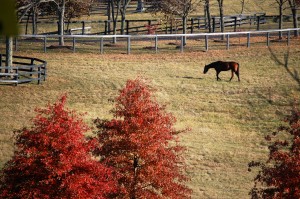 Grazing horse on a farm south of Lexington