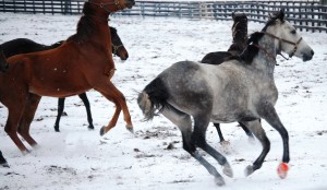Thoroughbreds frolicking in the snow in Woodford County, KY
