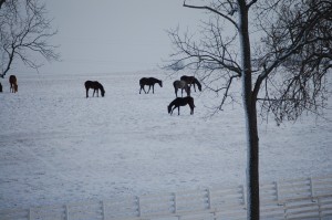 Winter scene in horse country