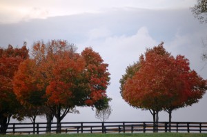 Fall in Horse Country
