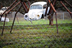 Spider Volkswagen - Wolf Creek, Oregon