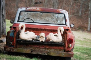Old pickup with swans in Disputanta, Kentucky