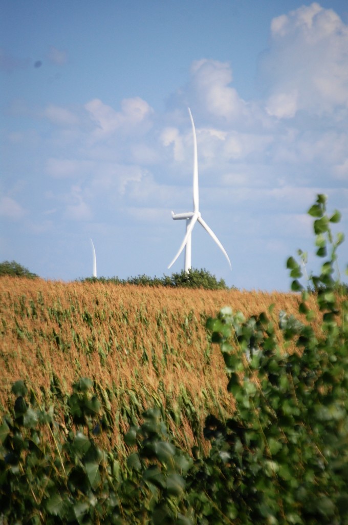 Wind Turbines seem to blossom like flowers out of the corn fields of Iowa