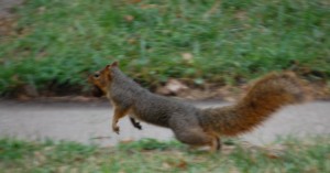 Scampering Squirrel