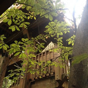 View of the Tree House