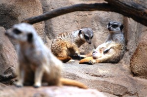 Lounging Meerkats at Henry Doorly Zoo