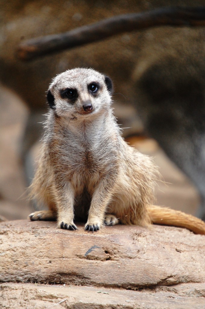 The Meerkats are my favorite animal at the zoo.  This one posed for me!