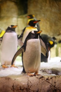 Penguins at Henry Doorly Zoo in Omaha