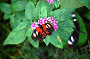 Postman Butterfly (Heliconius erato)