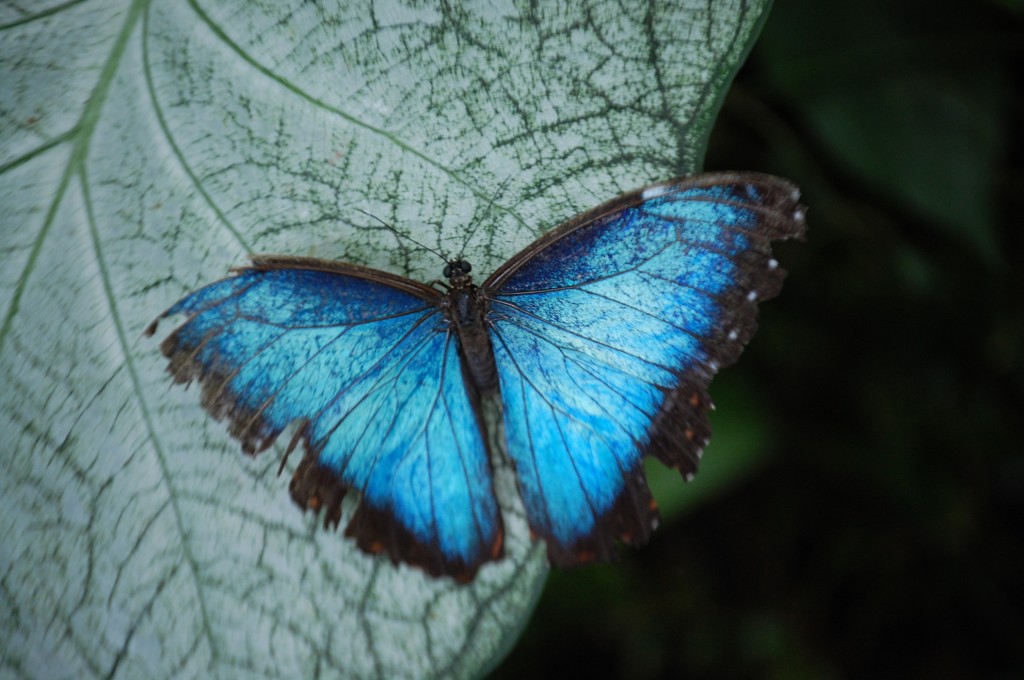 Blue Morpho Butterfly (morpho peleides) at the Butterfly House