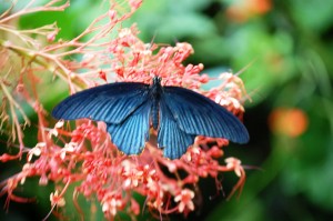 Striking Blue Butterfly on pink flowers