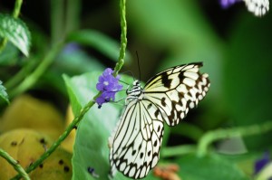 Paper Kite Butterfly (Idea leuconoe) from Southeast Asia