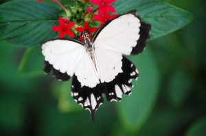White Swallowtail Butterfly