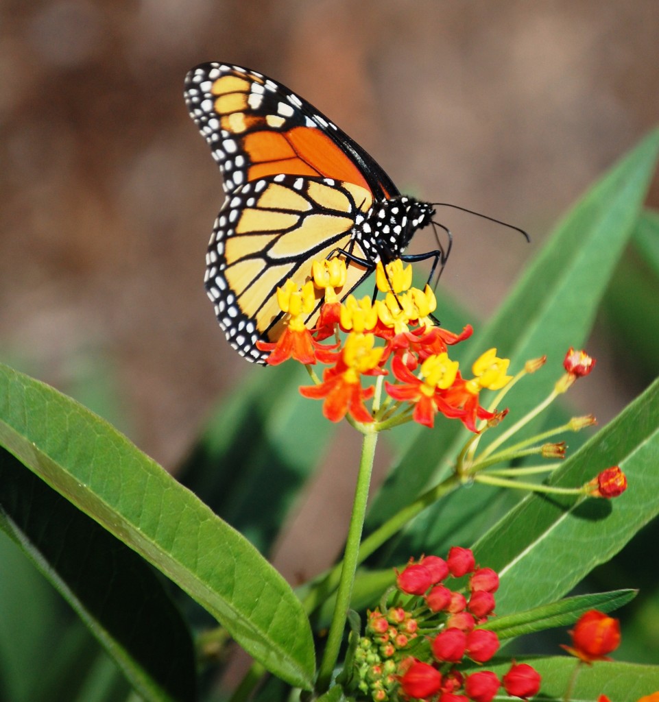 Monarch Butterfly seen n outdoor garden at Butterfly House