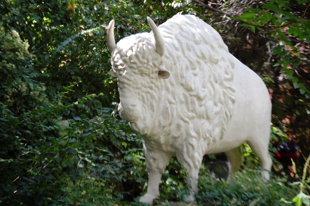 A White Buffalo Guards the Gate at Christman's Studio in St. Louis, MO