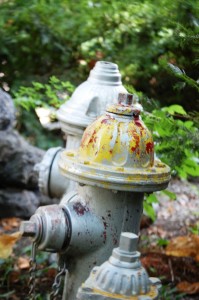 Hydrant Collection at back yard gate