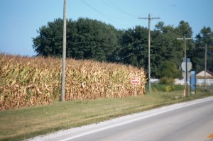 Corn Fields on Old Route 66 near Staunton, IL