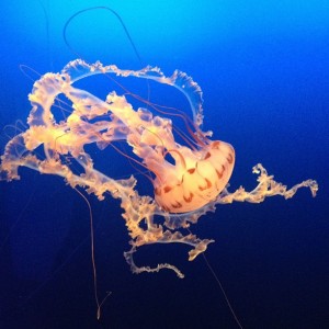 Amazing Jellyfish at Henry Doorly Zoo (photo by Marissa Noe)
