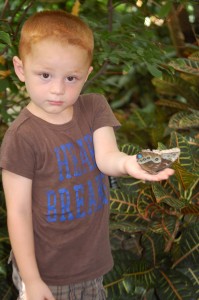Landen with a butterfly at the Butterfly House near St. Louis (caught the bug again!!)