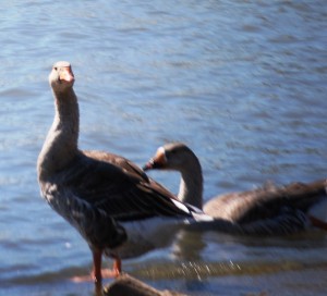 Ducks say hello by the Ohio River