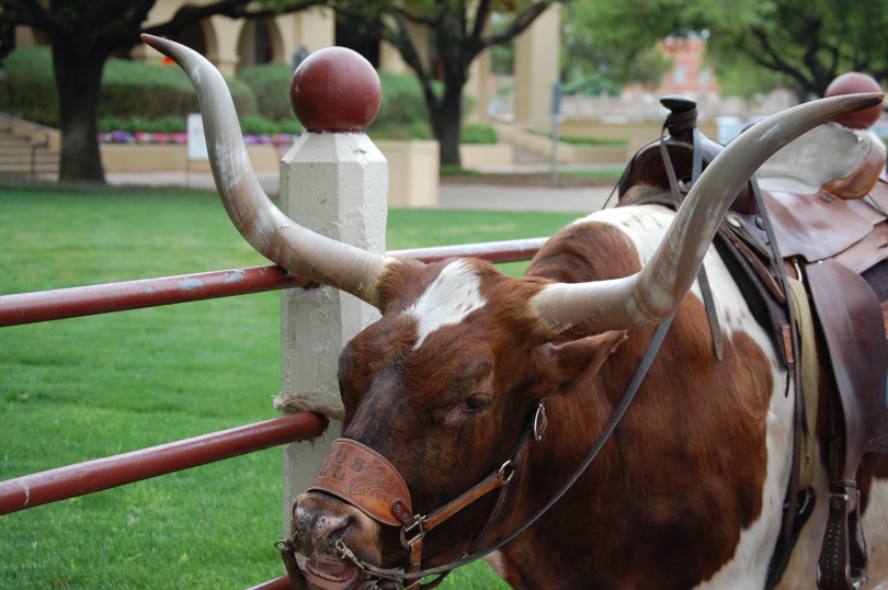 Pecos Bill, the giant longhorn for photo ops at the Fort Worth Stockyards (photo by Sumoflam Productions)
