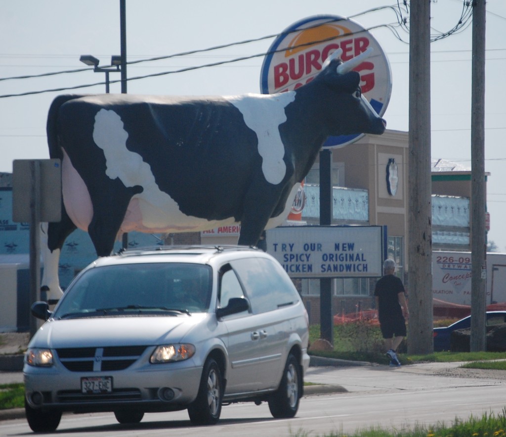 This was actually funny... a giant cow in front of Burger King and the sign is advertising chicken.  Shades of Chick-Fil-A