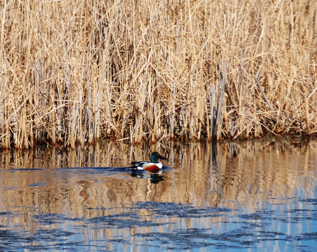 A colorful duck in the rush as seen along ND Hwy 1