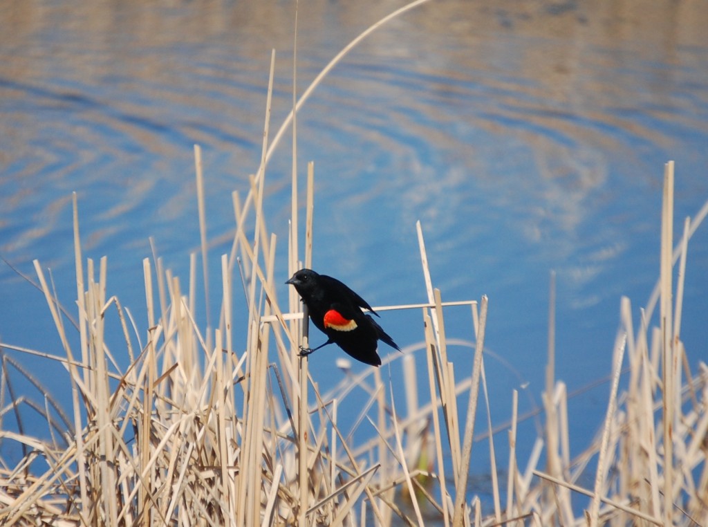 A colorful bird rests near a pond on ND Hwy 1