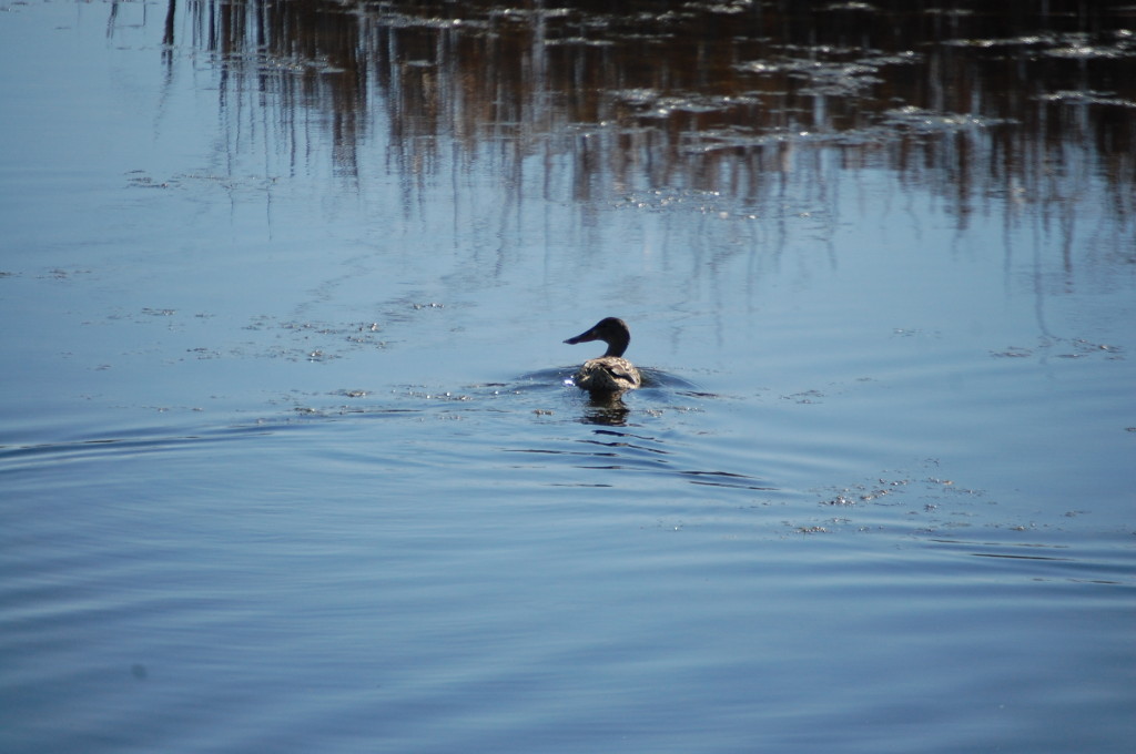 A duck enjoys a swim