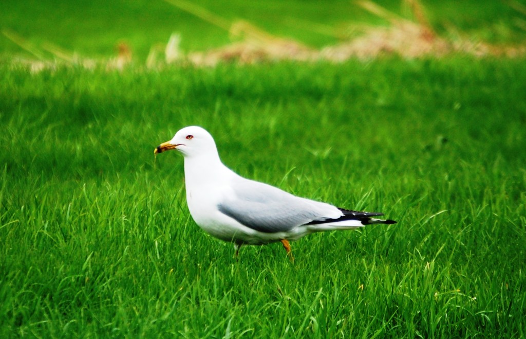 A seagull rests comfortably in the grass of a park next to Lake Superior