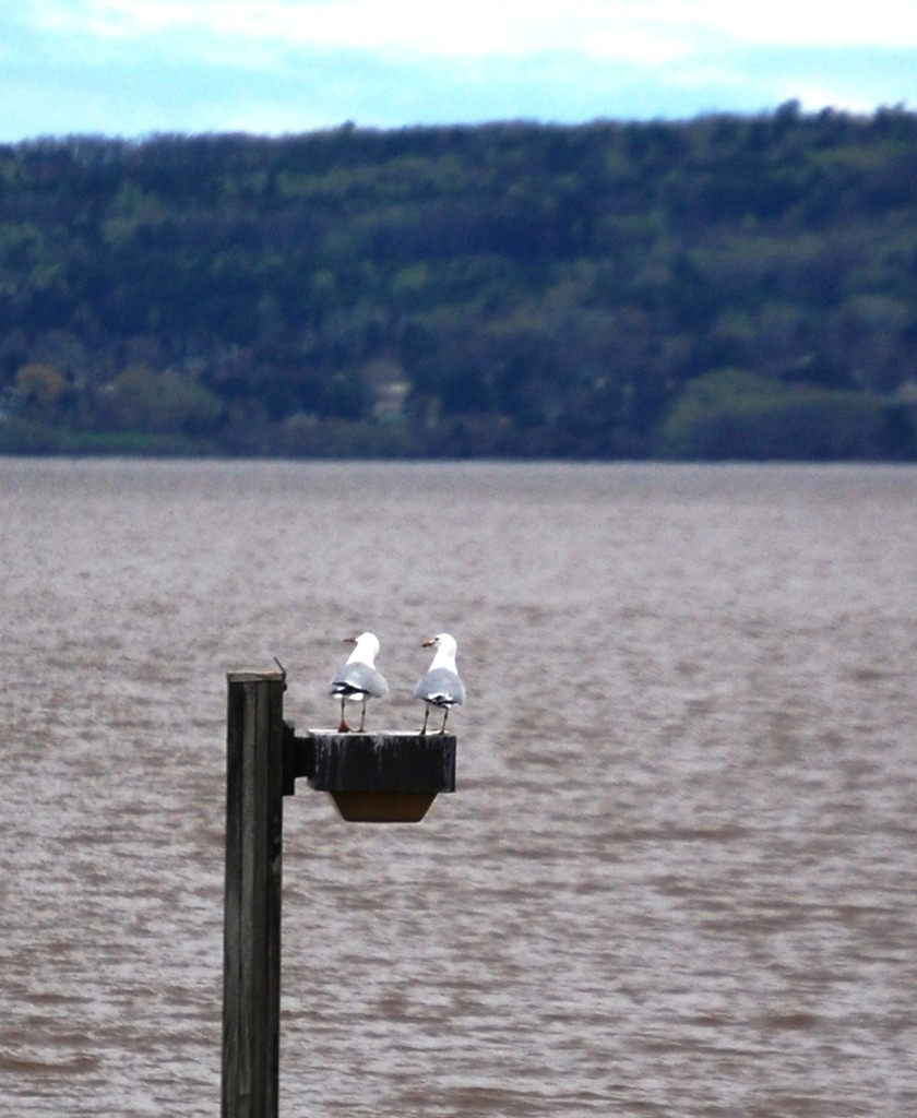 A couple of seagulls "converse" as they enjoy the view over Lake Superior
