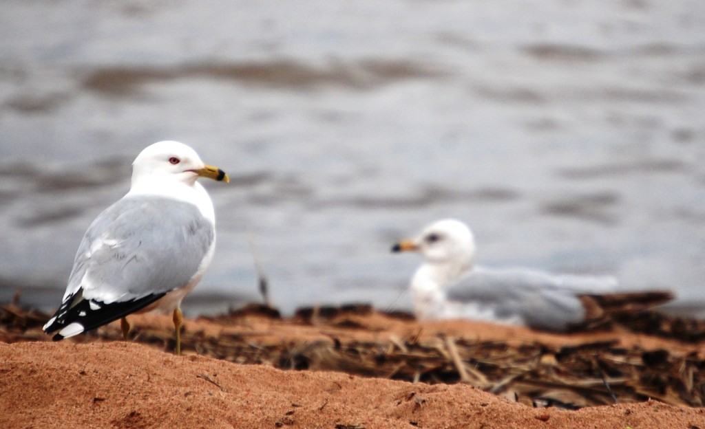 Seagulls relax on the shore of Lake Superior in Ashland, WI