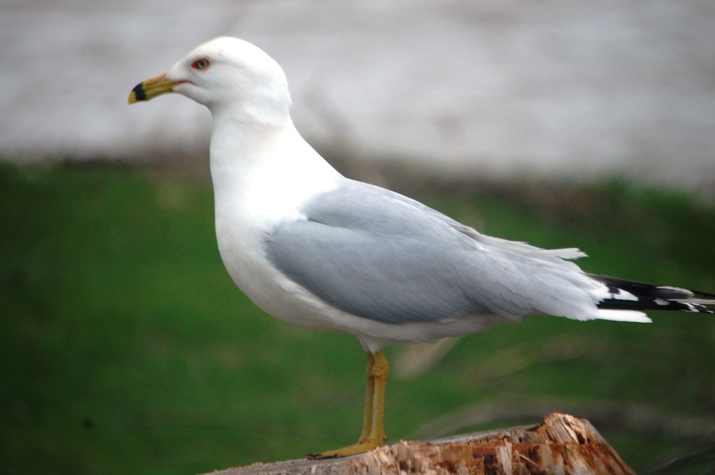 A seagull on Lake Superior in Ashland, WI