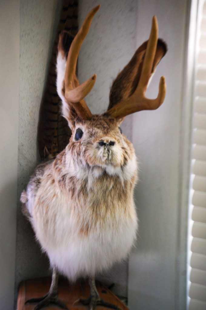 A Jackalope Bird or something at Gronk's