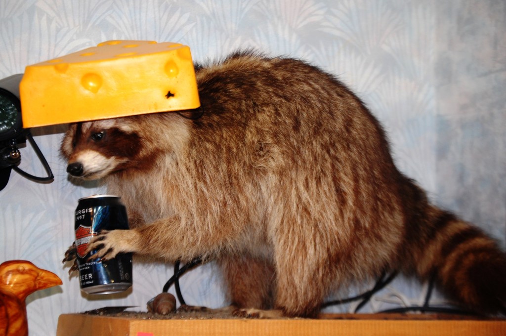 Cheese Head Raccoon at Gronk's in Superior, WI