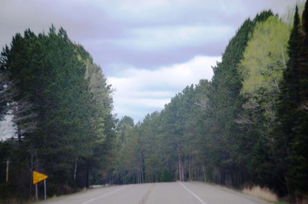 Pine trees along US Route 2 between Floodwood and Grand Rapids, MN